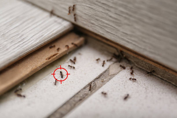 Best Local Pest Control Services  in Tarrant, AL