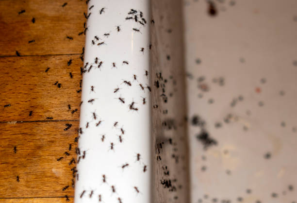 Best Pest Removal Services  in Tarrant, AL